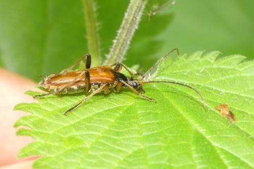 Stenocorus meridianus